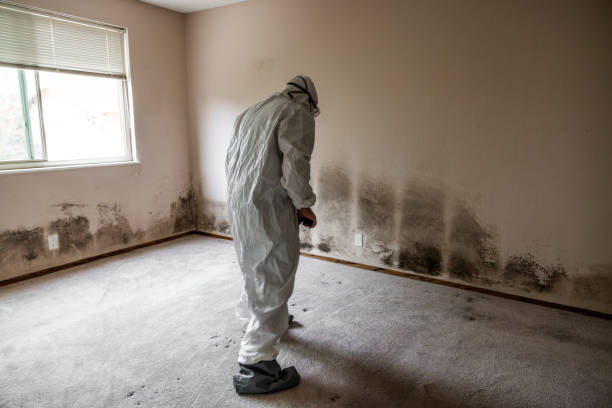 Best Commercial Mold Inspection  in Clinton, IL